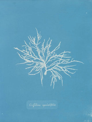 Anna Atkins - Griffithsia equisetifolia.webp