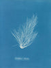 Griffithsia setacea - Anna Atkins — Ansicht des Kunstwerks