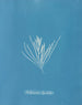 Hylemenia ligulata - Anna Atkins — Ansicht des Kunstwerks