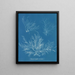 Halymenia ligulata var. dichotome - Anna Atkins — gerahmtes Bild an der Wand