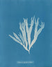 Halymenia ligulata var. latifolia - Anna Atkins — Ansicht des Kunstwerks