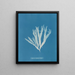 Halymenia ligulata var. latifolia - Anna Atkins — gerahmtes Bild an der Wand