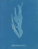 Halymenia ligulata var. ramentacea - Anna Atkins — Ansicht des Kunstwerks