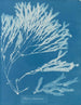 Halyséris polypodioides - Anna Atkins — Ansicht des Kunstwerks