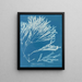 Halyséris polypodioides - Anna Atkins — gerahmtes Bild an der Wand