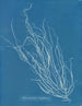 Helminthocladia Griffithsiana - Anna Atkins — Ansicht des Kunstwerks