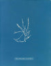 Helminthocladia vermicularis - Anna Atkins — Ansicht des Kunstwerks
