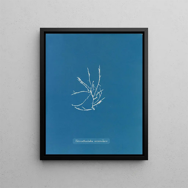 Anna Atkins - Helminthocladia vermicularis.webp