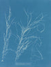 Helminthocladia virescens - Anna Atkins — Ansicht des Kunstwerks