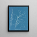 Helminthocladia virescens - Anna Atkins — gerahmtes Bild an der Wand