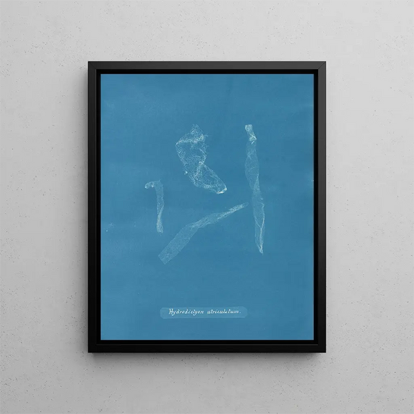 Anna Atkins - Hydrodictyon utriculatum.webp