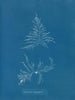 Laurencia dasyphylla - Anna Atkins — Ansicht des Kunstwerks
