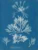 Laurencia pinnatifida - Anna Atkins — Ansicht des Kunstwerks