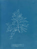 Laurencia pinnatifida en angusta - Anna Atkins — Ansicht des Kunstwerks