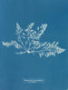 Laurencia pinnatifida var. angusta - Anna Atkins — Ansicht des Kunstwerks