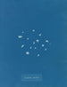 Bordüre de lichen - Anna Atkins — Ansicht des Kunstwerks