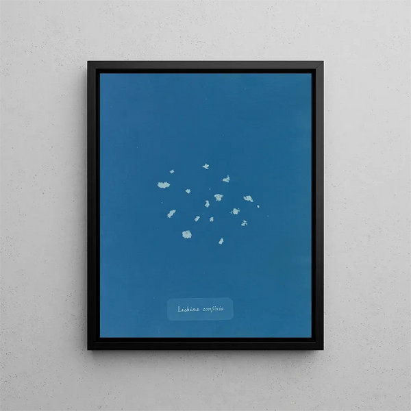 Anna Atkins - Lichina confinis.webp
