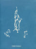 Lyngbya Carmichaelii - Anna Atkins — Ansicht des Kunstwerks