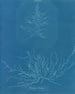 Mesogloia Hudsonii - Anna Atkins — Ansicht des Kunstwerks