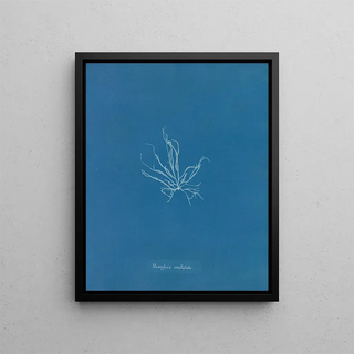 Anna Atkins - Mesogloia mutifida.webp