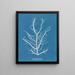 Mesogloia purpurea - Anna Atkins — gerahmtes Bild an der Wand