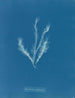 Myriotrichia filiformis - Anna Atkins — Ansicht des Kunstwerks
