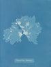 Nitophyllum ulvoideum - Anna Atkins — Ansicht des Kunstwerks