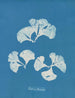 Padina Pavonia - Anna Atkins — Ansicht des Kunstwerks