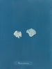Padina Pavonia (Cas Conflit) - Anna Atkins — Ansicht des Kunstwerks