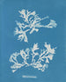 Phyllophora rubens - Anna Atkins — Ansicht des Kunstwerks