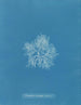 Plocamium cramoisi dans les fruits - Anna Atkins — Ansicht des Kunstwerks