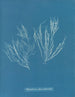 Polysiphonia atroscens - Anna Atkins — Ansicht des Kunstwerks