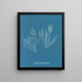 Polysiphonia atroscens - Anna Atkins — gerahmtes Bild an der Wand