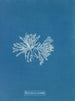 Polysiphonia cristata - Anna Atkins — Ansicht des Kunstwerks