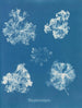 Polysiphonia fastigiata - Anna Atkins — Ansicht des Kunstwerks