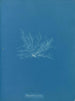 Polysiphonia fibrata - Anna Atkins — Ansicht des Kunstwerks