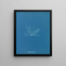 Polysiphonia fibrata - Anna Atkins — gerahmtes Bild an der Wand