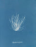 Polysiphonia nigrescens - Anna Atkins — Ansicht des Kunstwerks