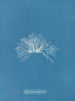 Polysiphonia thuyoides - Anna Atkins — Ansicht des Kunstwerks
