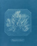 Polysiphonia violacea - Anna Atkins — Ansicht des Kunstwerks
