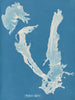 Porphyra vulgaris - Anna Atkins — Ansicht des Kunstwerks