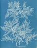 Ptilota plumosa - Anna Atkins — Ansicht des Kunstwerks