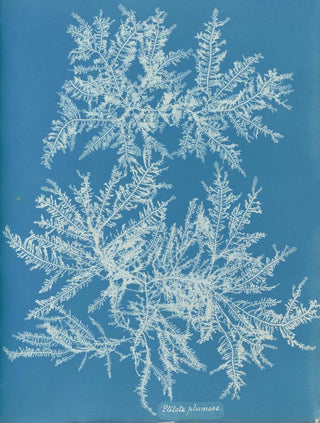Anna Atkins - Ptilota plumosa.webp