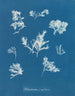 Ptilota plumosa - Anna Atkins — Ansicht des Kunstwerks