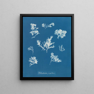 Anna Atkins - Ptilota plumosa capillaris.webp