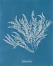 Ptilota sericea - Anna Atkins — Ansicht des Kunstwerks