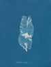 Punctaria latifolia - Anna Atkins — Ansicht des Kunstwerks
