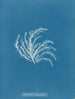 Rhodomela lycopodioides - Anna Atkins — Ansicht des Kunstwerks