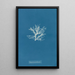 Rhodomela pinastroides - Anna Atkins — gerahmtes Bild an der Wand