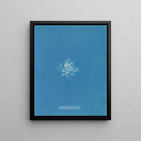 Anna Atkins - Rhodomela scorpioides.webp